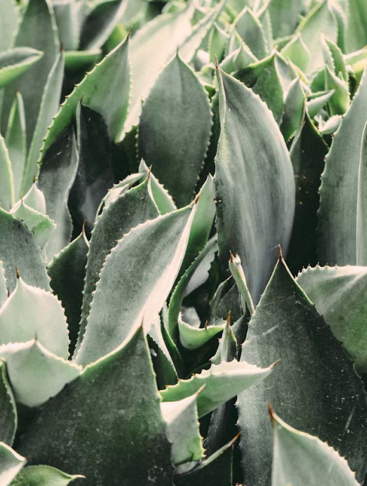 aloe_vera_peau_sensible