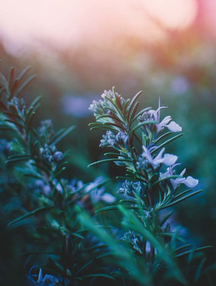 extrait_romarin_champs