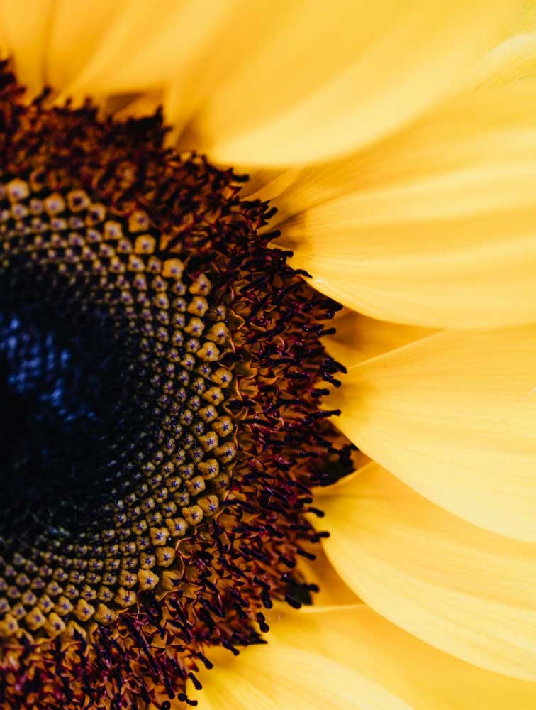 tournesol_vitamine_E