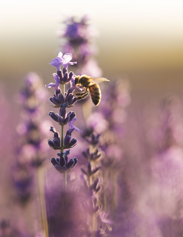 abeille_butAine_lavande_ecosysteme